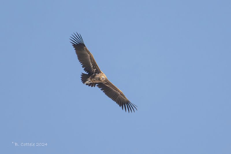 Oorgier - Lappet-faced vulture - Torgos tracheliotos