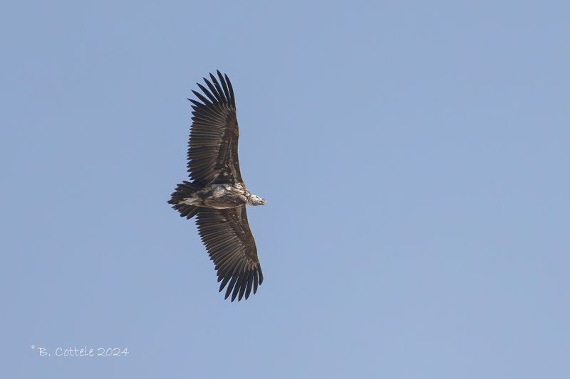 Oorgier - Lappet-faced vulture - Torgos tracheliotos