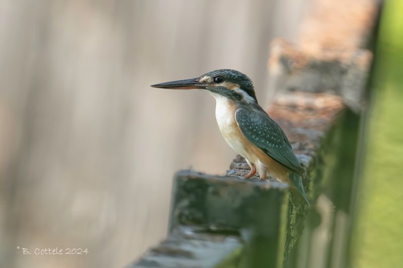 Ijsvogel - Common kingfisher - Alcedo atthis