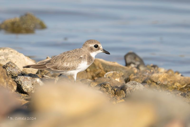 Tibetaanse plevier - Tibetan sand plover - Charadrius atrifrons atrifrons