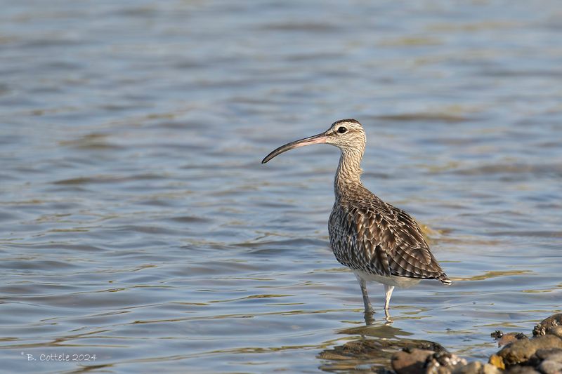 Regenwulp - Whimbrel - Numenius phaeopus