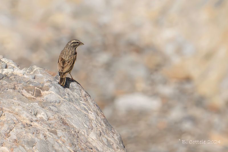 Gestreepte gors - Striolated bunting - Emberiza striolata