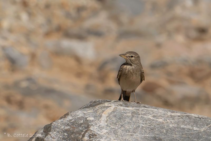 Woestijnleeuwerik - Desert lark - Ammomanes deserti