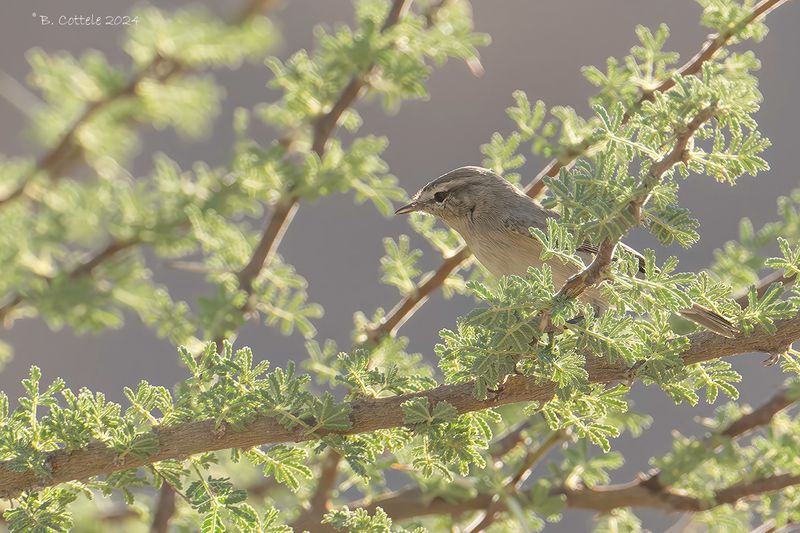 Dwergtjiftjaf - Plain leaf werbler - Phylloscopus neglectus