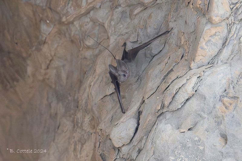 Small mouse-tailed bat - Rhinopoma muscatellum