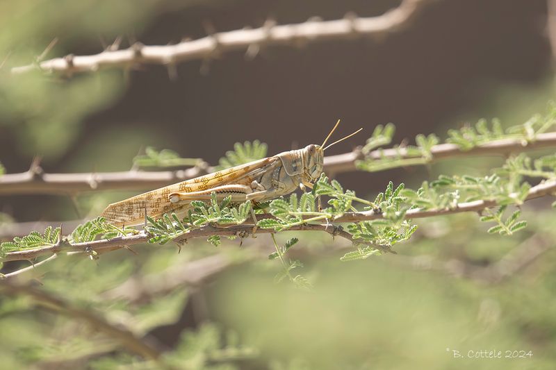 Woestijnsprinkhaan - Desert locust - Schistocerca gregaria