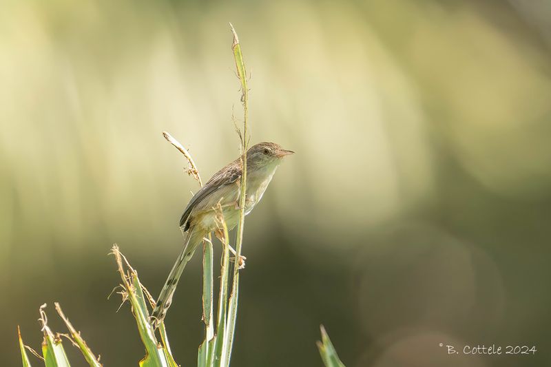 Oostelijk gestreepte prinia - Delicate prinia - Prinia lepida