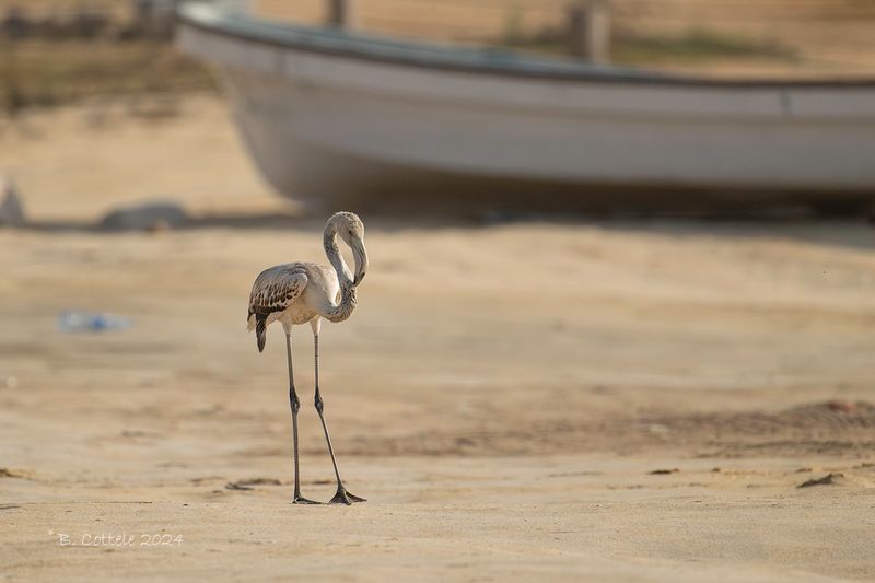 Flamingo - Greater flamingo - Phoenicopterus roseus