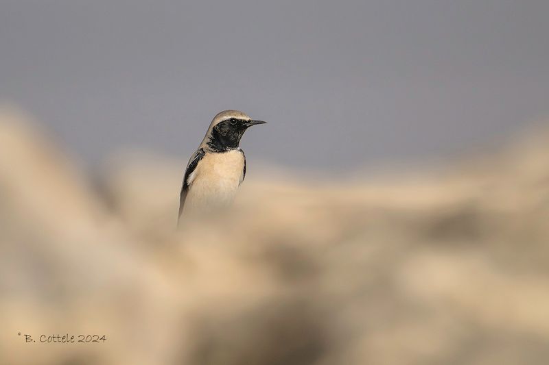 Woestijntapuit - Desert wheatear - Oenanthe deserti