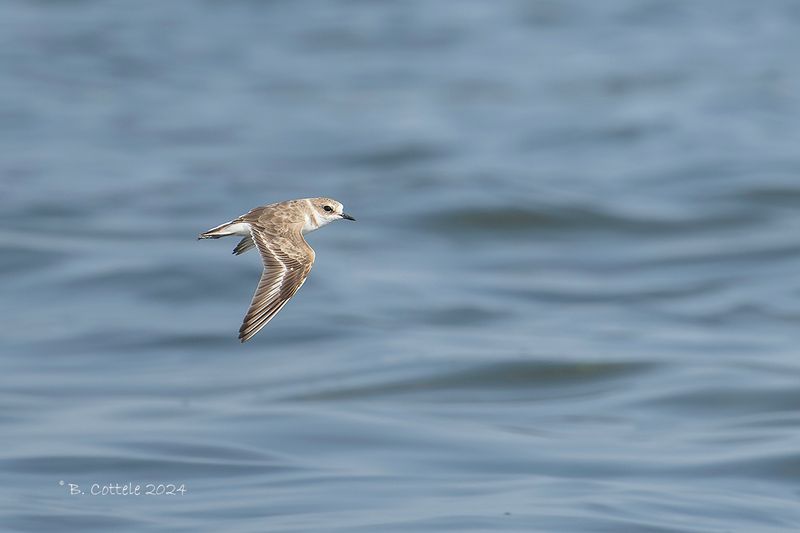 Strandplevier - Kentish plover - Charadrius alexandrinus