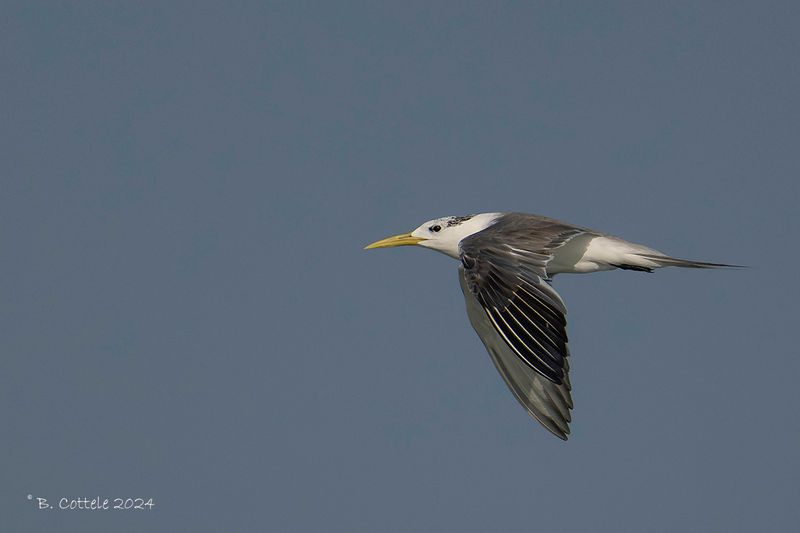 Grote kuifstern - Great crested tern - Thalasseus bergii