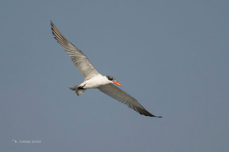 Reuzenstern - Caspian tern - Hydroprogne caspia