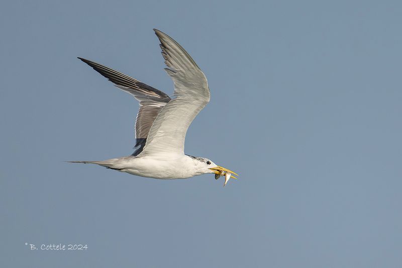Grote kuifstern - Great crested tern - Thalasseus bergii