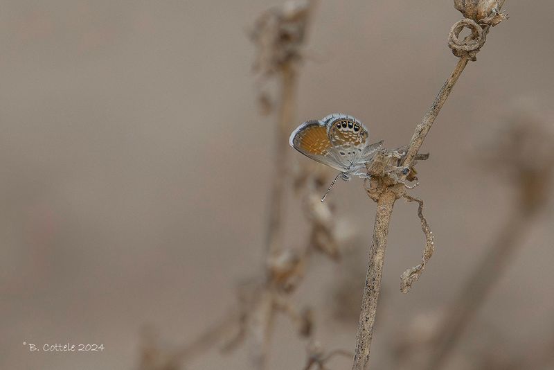 Western pygmy blue - Brephidium exilis