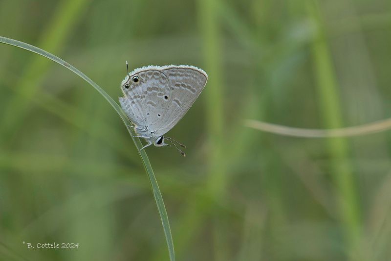 Luthrodes parrhasius