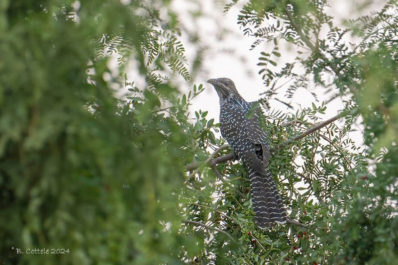 Indische koël - Asian koël - Eudynamys scolopaceus