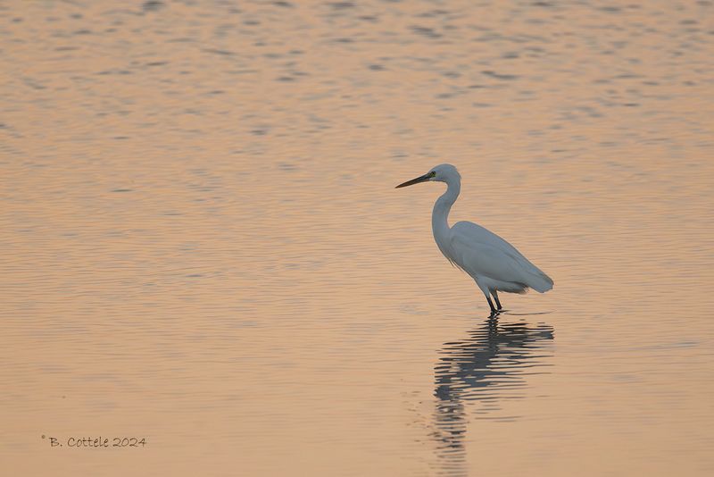 Westelijke rifreiger - Western reef heron - Egretta gularis
