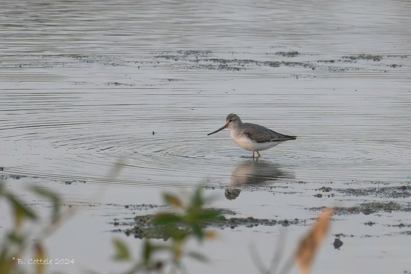 Terekruiter - Terek sandpiper - Xenus cinereus
