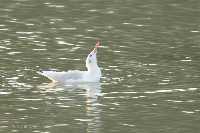 Dunbekmeeuw - Slender-billed gull - Chroicocephaus genei