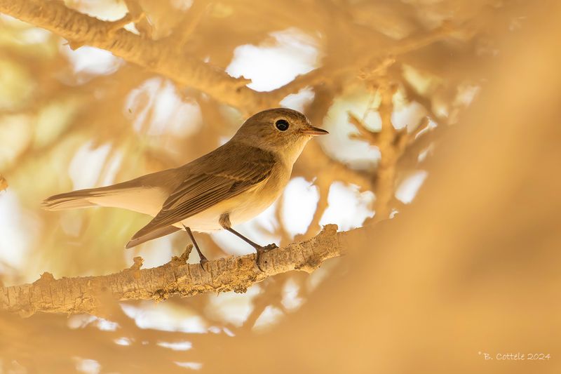 Kleine vliegenvanger - Red-breasted flycatcher - Ficedula parva