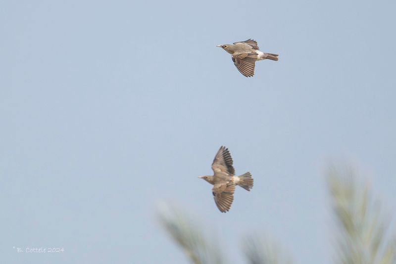 Lelspreeuw - Wattled starling - Creatophora cinerea