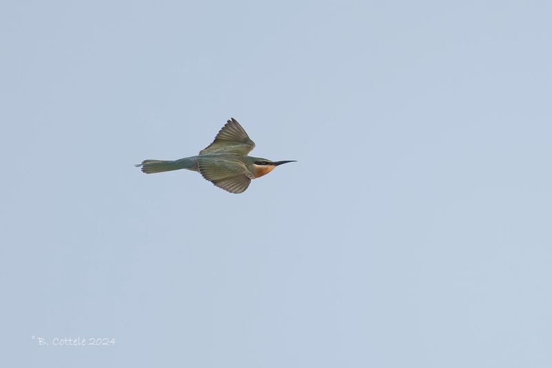 Groene bijeneter - Blue-cheeked bee-eater - Merops persicus