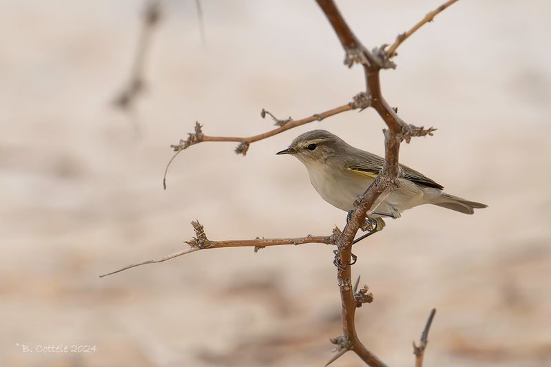 Tjiftjaf - Common chiffchaff - Phylooscopus collybita