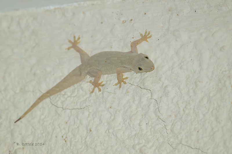 Yellow-belly gecko - Hemidactylus flaviviridis