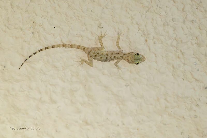 Rough-tailed gecko - Cyrtopodion scrabrum