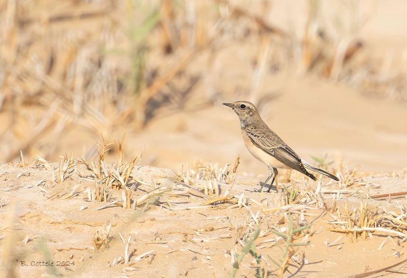 Bonte tapuit - Pied wheatear - Oenanthe pleschanka