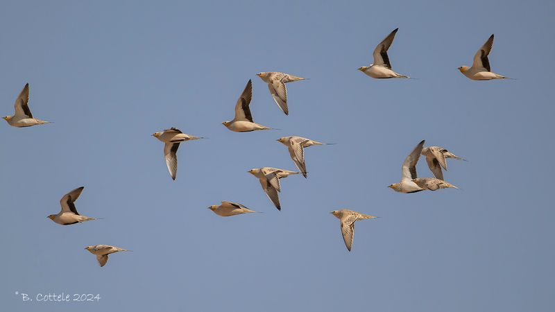Sahelzandhoen - Spotted sandgrouse - Pterocles senegallus