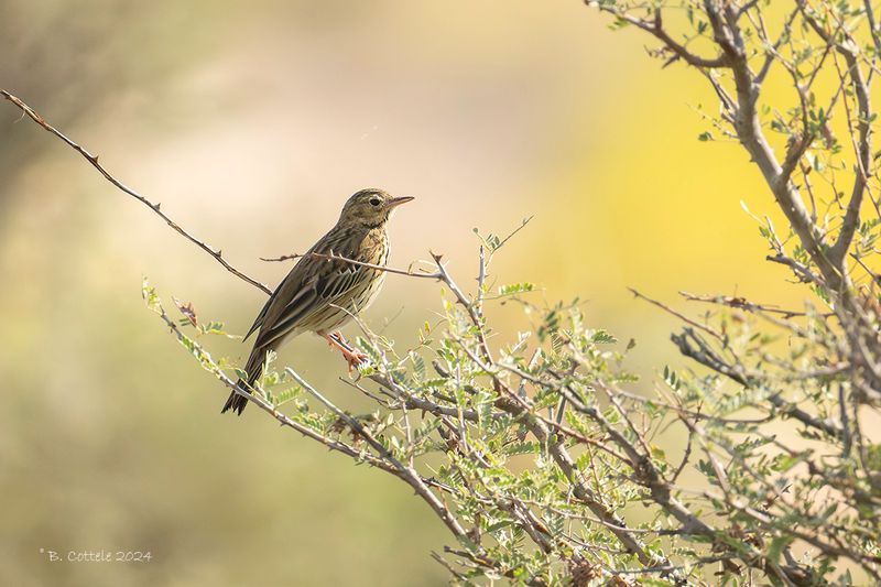 Boompieper - Tree pipit - Anthus trivalis