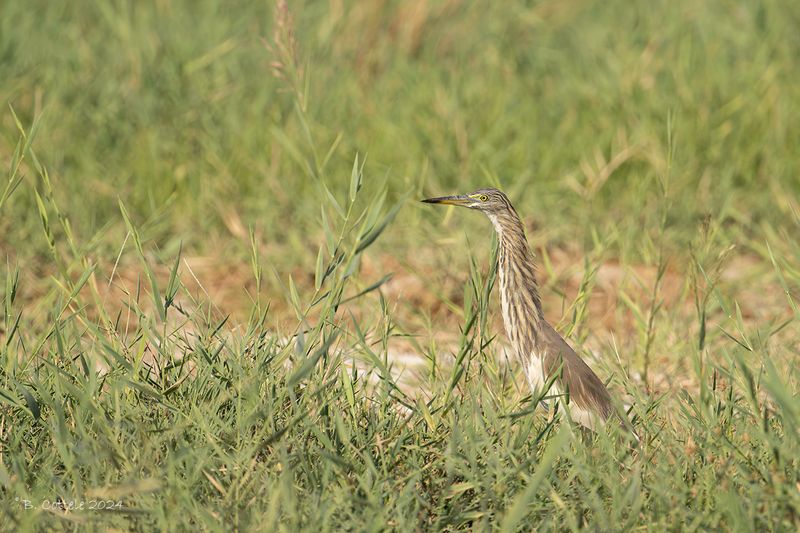 Indische ralreiger - Indian pond heron - Ardeola grayii
