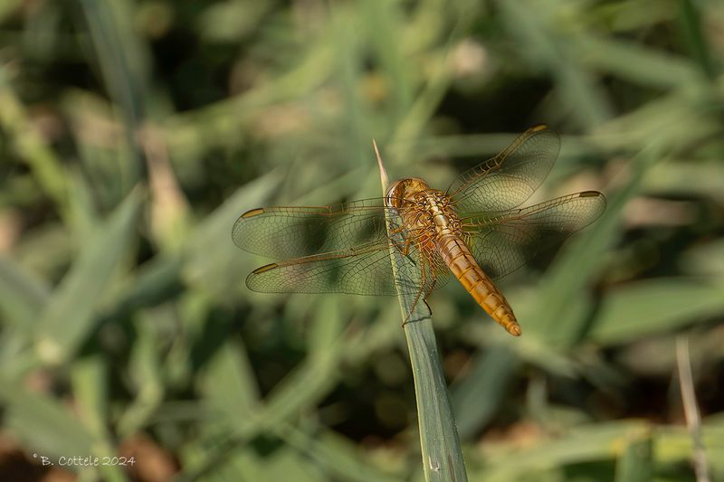 Vuurlibel - Scarlet dragonfly - Crocothemis erythraea