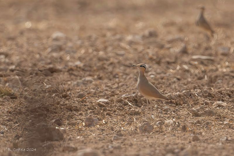Renvogel - Cream-colored courser - Cursorius cursor