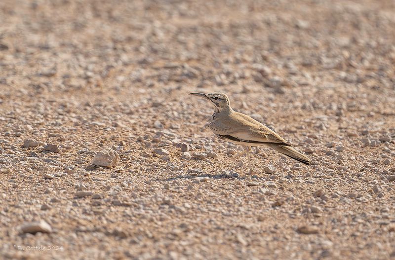 Witbandleeuwerik - Greater hoopoe-lark - Alaemon alaudipes
