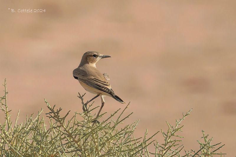 Izabeltapuit - Isabelline wheatear - Oenanthe isabellina