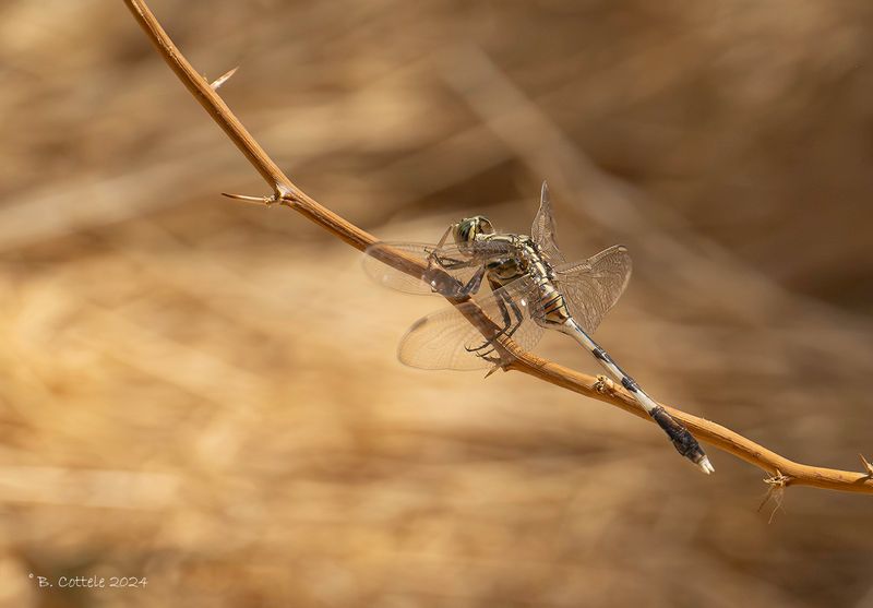 Slanke oeverlibel - Slender skimmer - Orthetrum sabina
