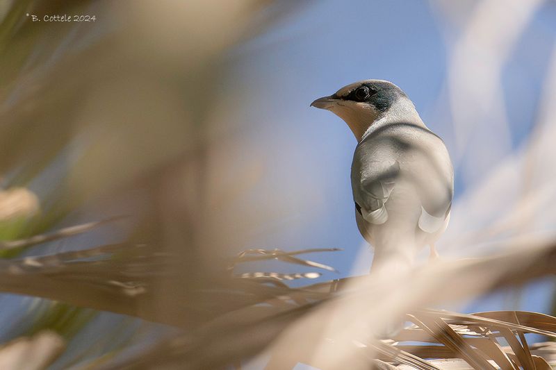 Zijdestaart - Grey hypocolius - Hypocolius ampelinus