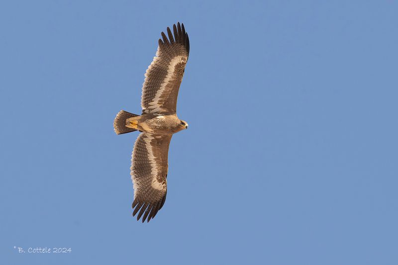 Steppearend - Steppe eagle - Aquila nipalensis
