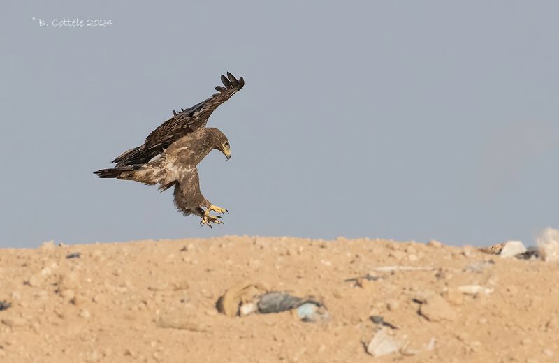 Steppearend - Steppe eagle - Aquila nipalensis