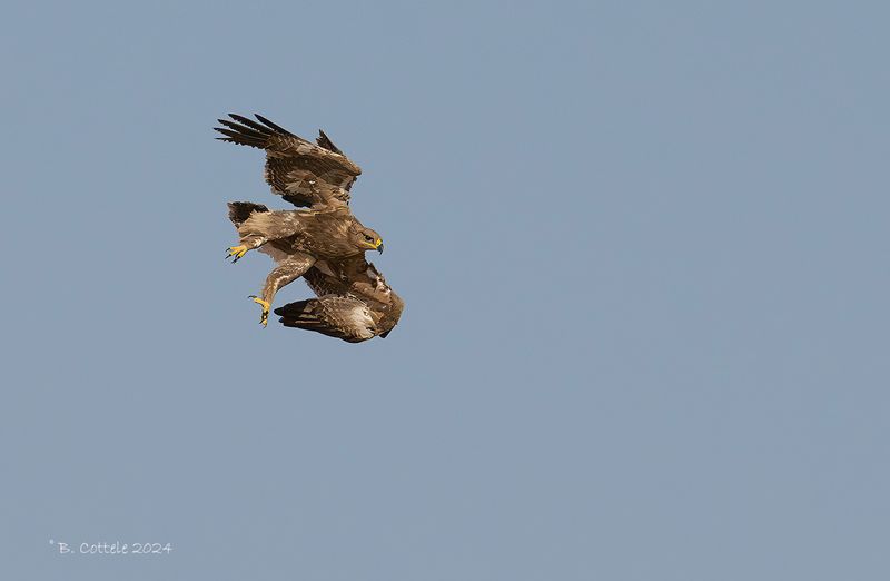 Steppearend - Steppe eagle - Aquila nipalensis