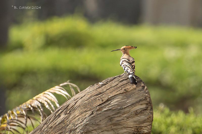 Hop - Eurasian hoopoe - Upupa epops