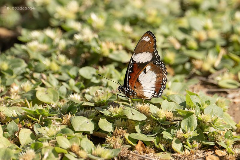 Valse monarchvlinder - Danaid eggfly - Hypolimnas missippu