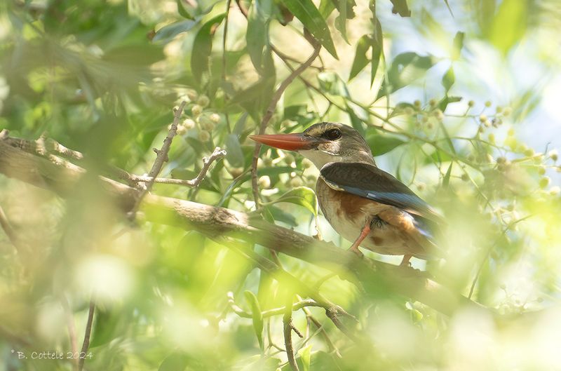 Grijskopijsvogel - Grey-headed kingfisher - Halcyon leucocephala