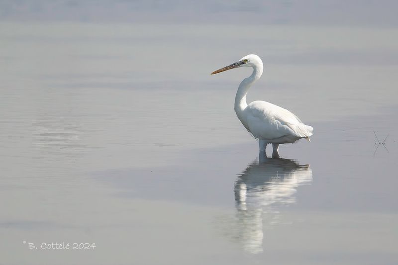 Westelijke rifreiger - Western reef heron - Egretta gularis