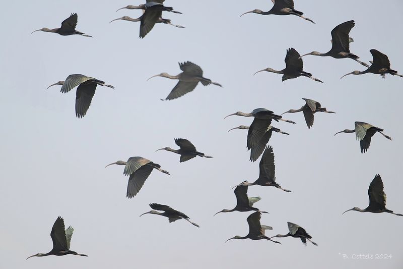 Zwarte ibis - Glossy Ibis - Plegadis falcinellus