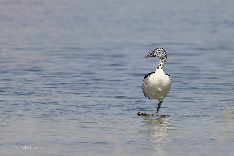 Knobbeleend - Knob-billed duck - Sarkidiornis melanotos