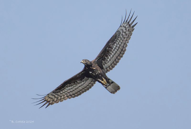 Aziatische wespendief - Crested honey buzzard - Pernis ptilorhynchus