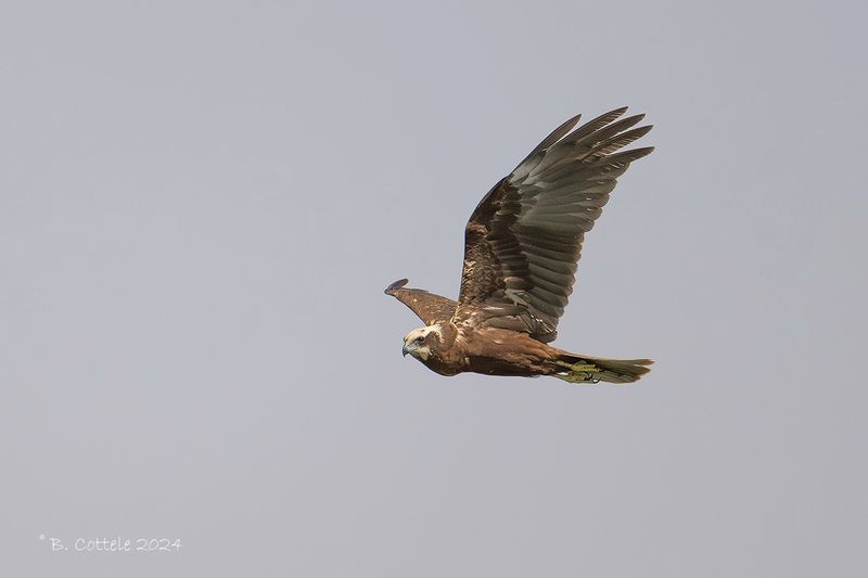 Bruine kiekendief - Western marsh harrier - Circus aeruginosus